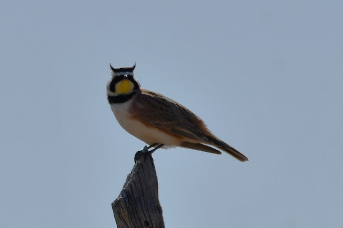 Horned Lark - ML616747686