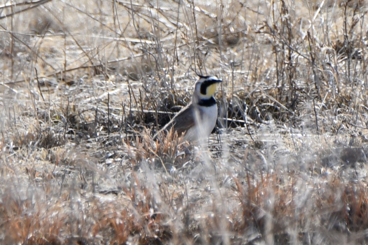 Horned Lark - ML616747687