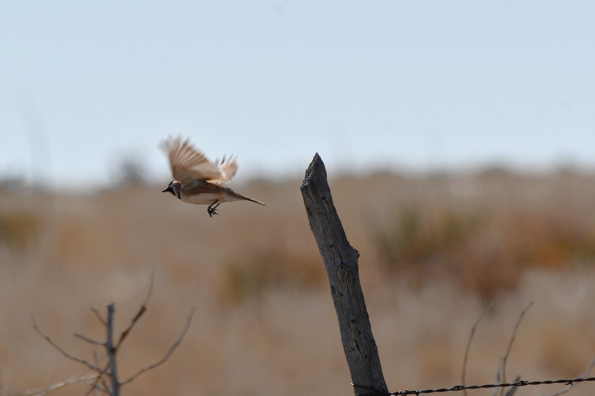 Horned Lark - ML616747688