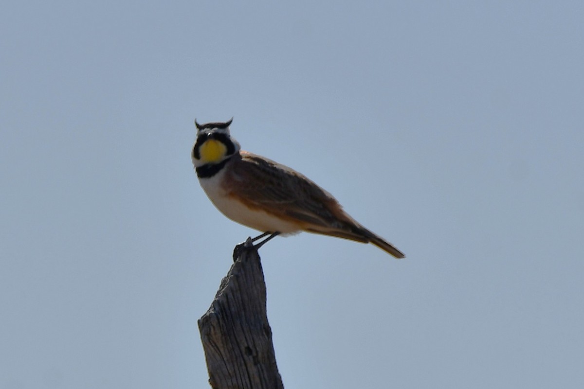Horned Lark - ML616747689