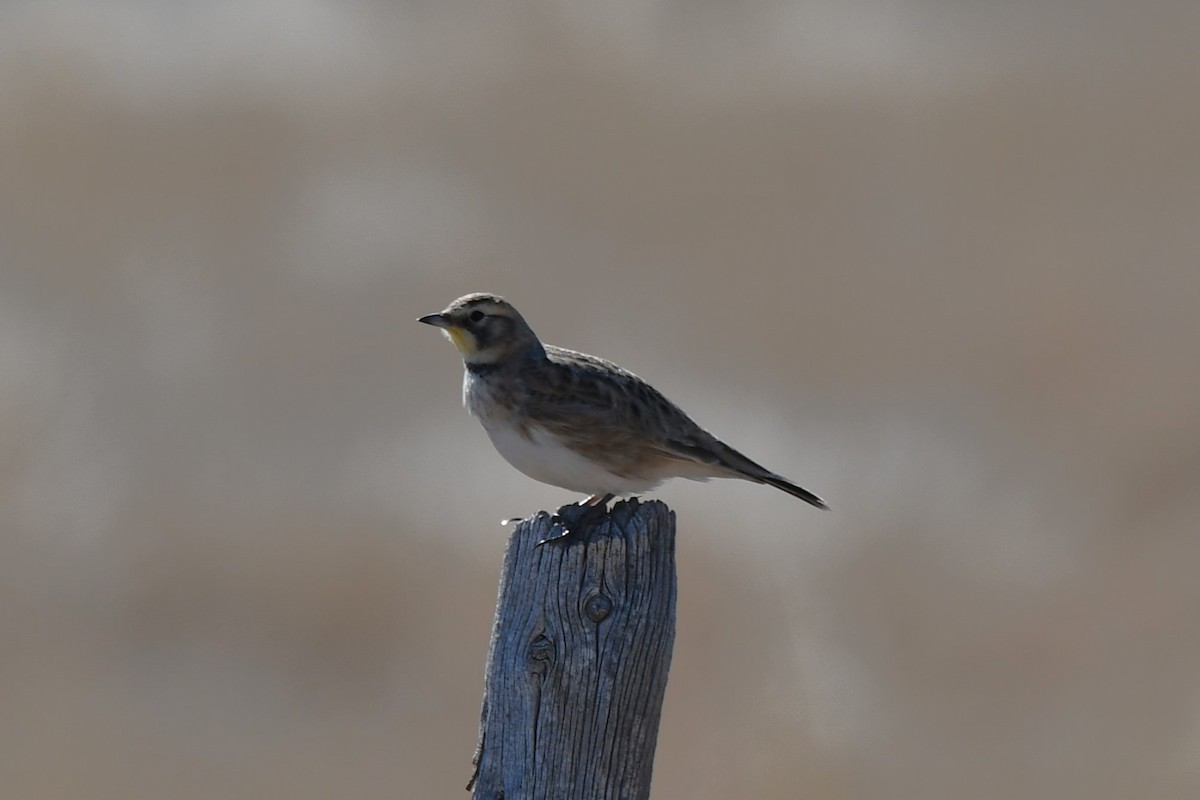 Horned Lark - ML616747840