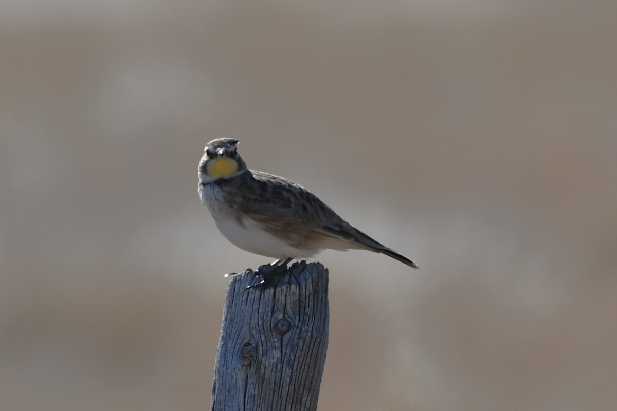Horned Lark - ML616747841