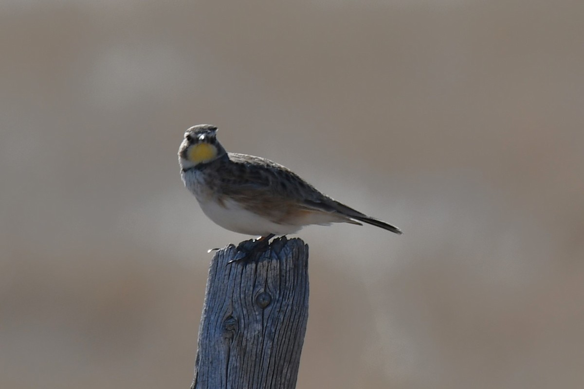 Horned Lark - ML616747842