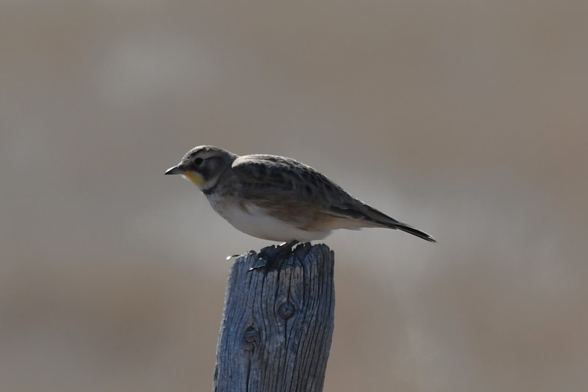 Horned Lark - ML616747843