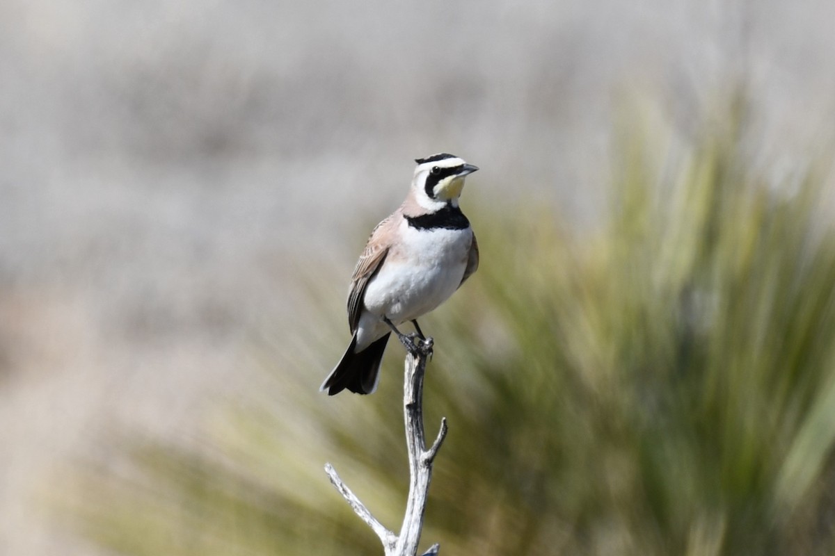 Horned Lark - ML616747844