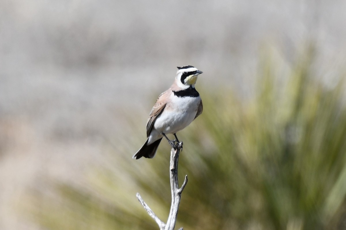 Horned Lark - ML616747845