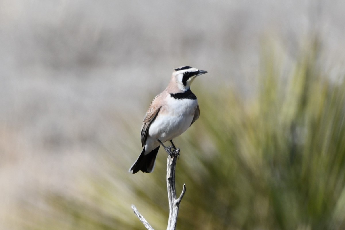 Horned Lark - ML616747846