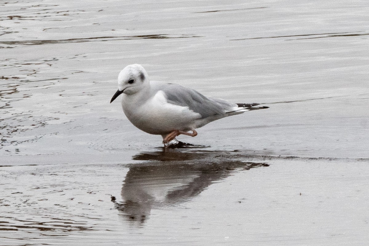 Bonaparte's Gull - ML616747872