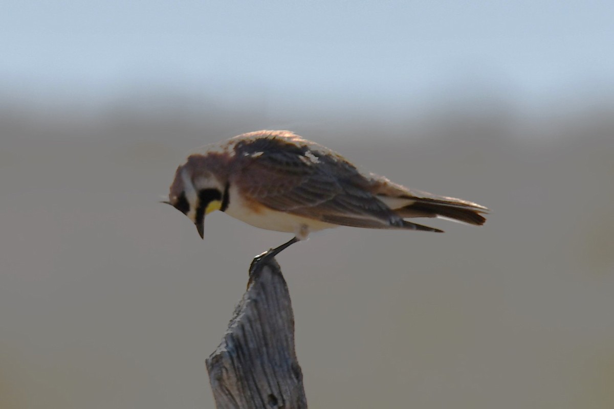 Horned Lark - ML616747898