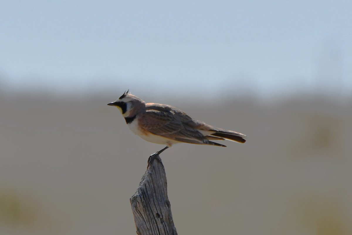 Horned Lark - ML616747899