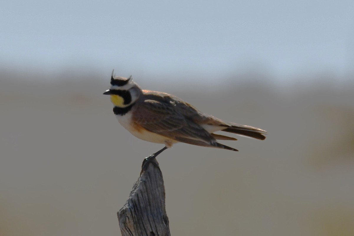 Horned Lark - ML616747900