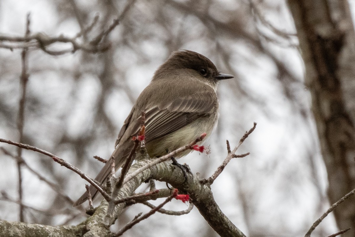 Eastern Phoebe - ML616747928