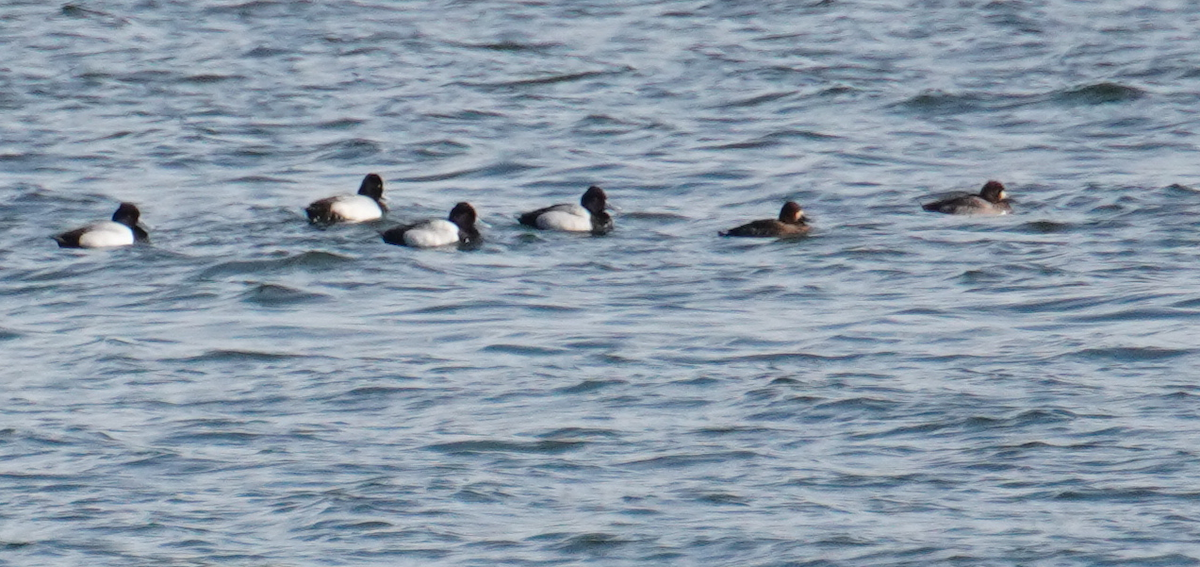 Greater Scaup - ML616747940