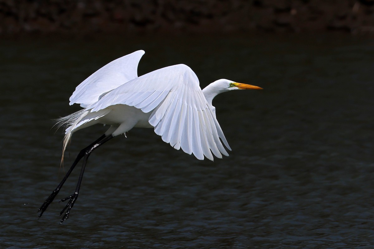 Great Egret - Ming P.