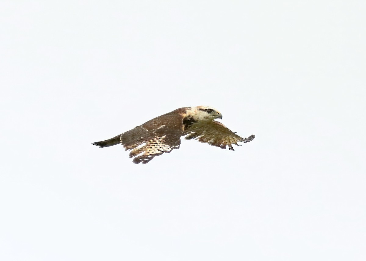 Gray-lined Hawk - ML616748061