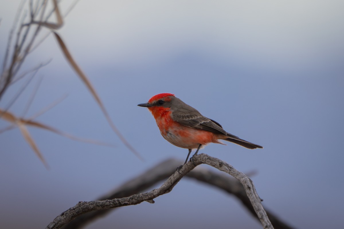 Vermilion Flycatcher - ML616748076