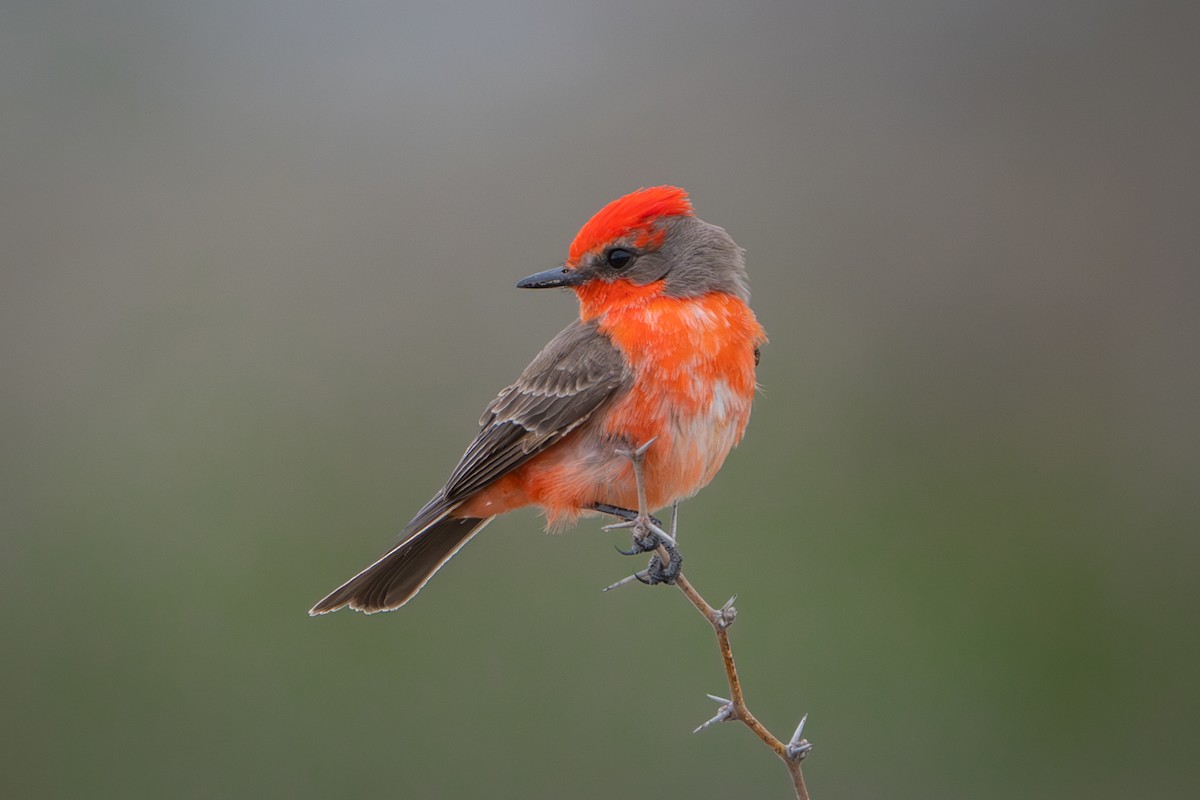 Vermilion Flycatcher - ML616748077