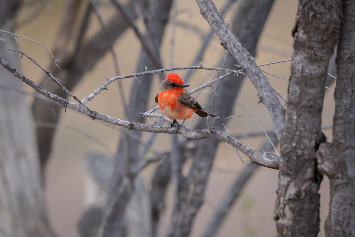 Vermilion Flycatcher - ML616748079