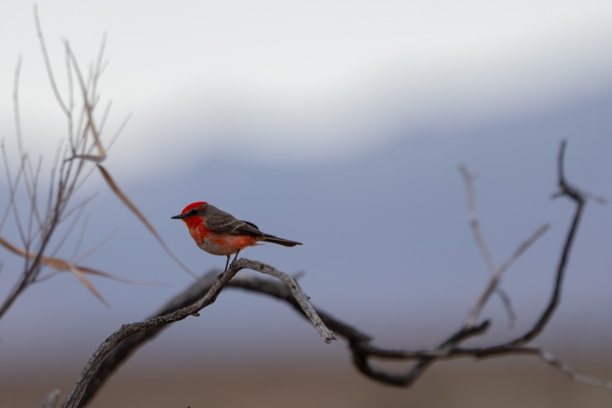 Vermilion Flycatcher - ML616748080