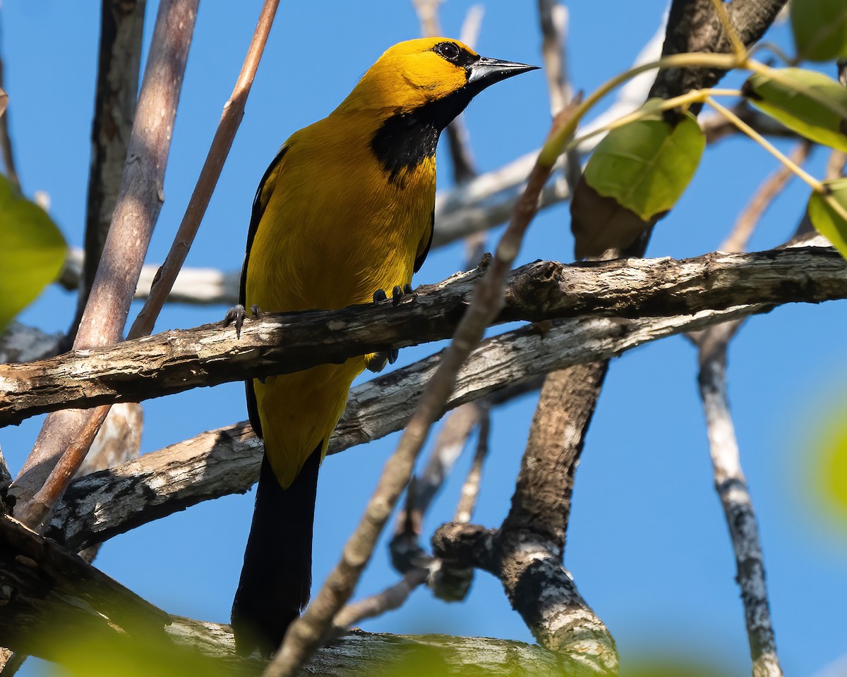Yellow Oriole - Mike Yough