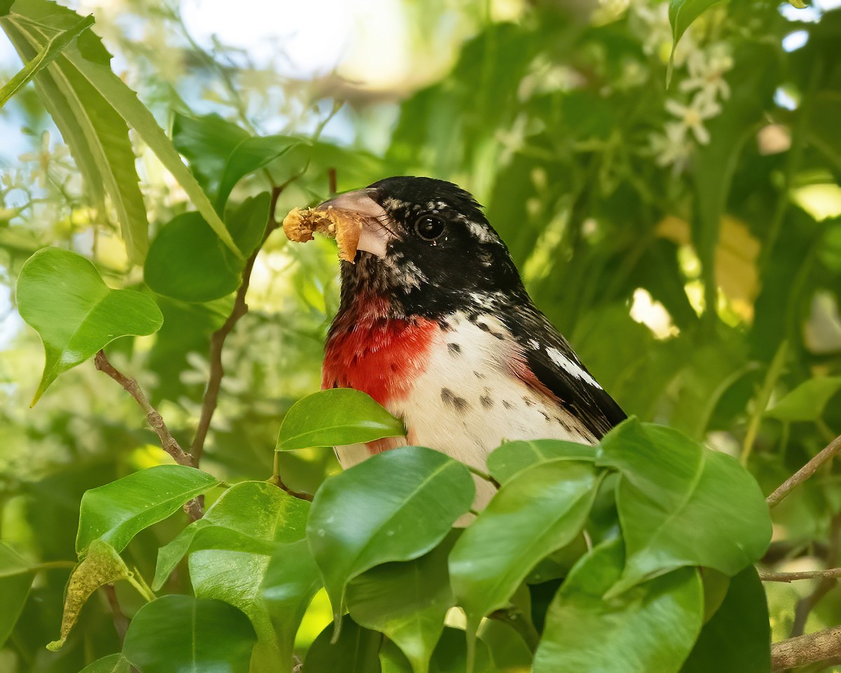 Rose-breasted Grosbeak - Mike Yough