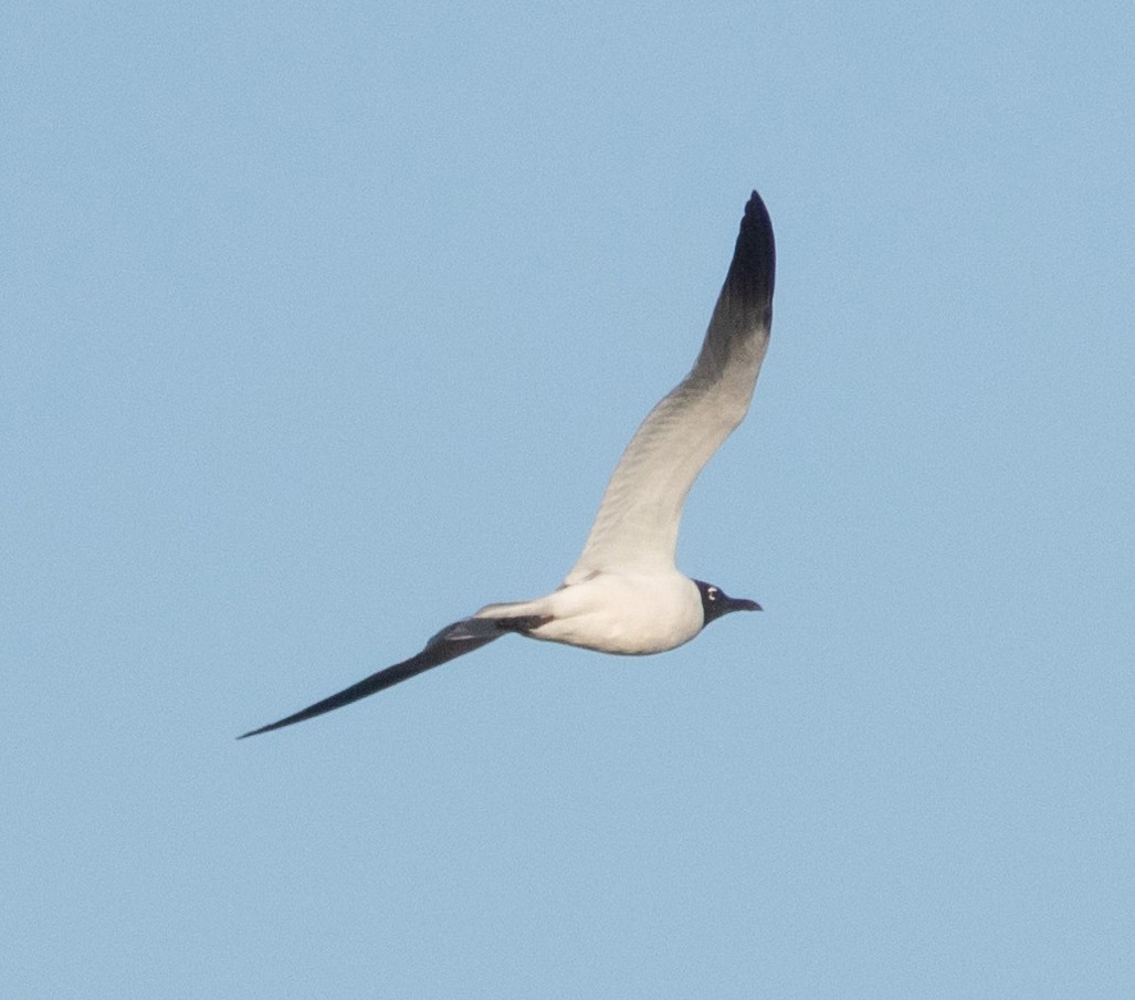 Laughing Gull - ML616748124