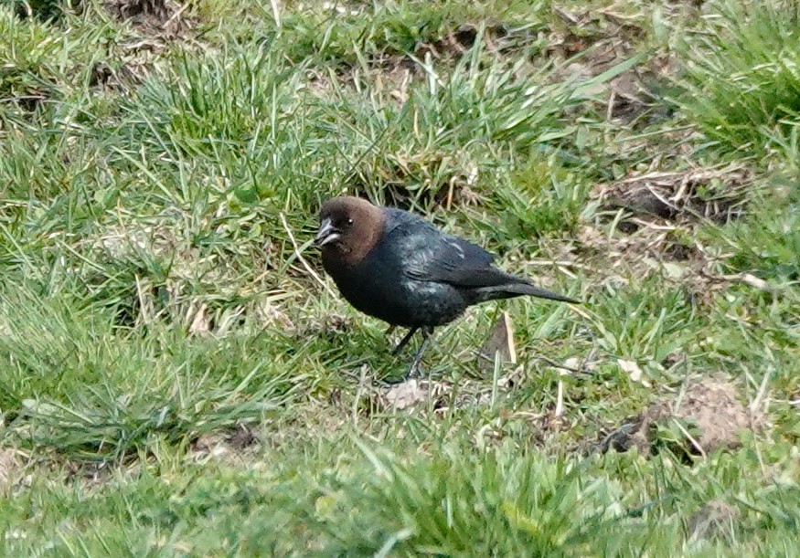 Brown-headed Cowbird - L&J Meyer