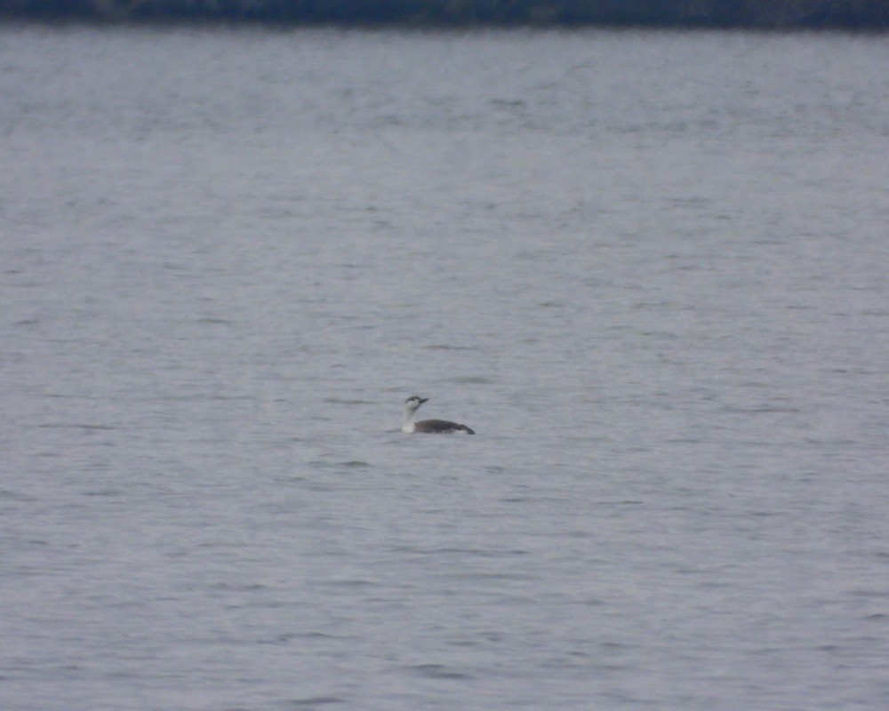 Red-throated Loon - ML616748154