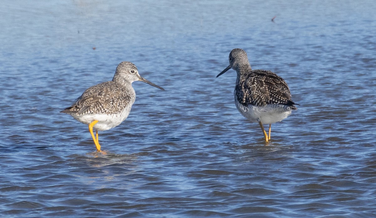 Greater Yellowlegs - ML616748162