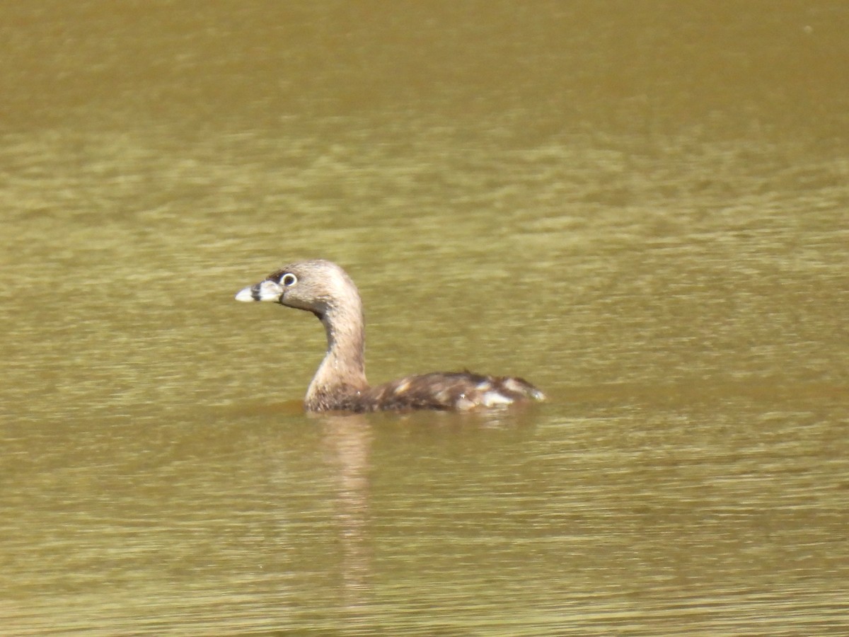 Pied-billed Grebe - ML616748166