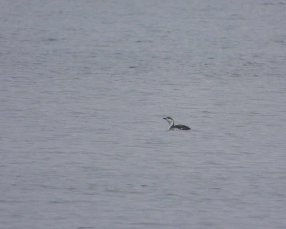 Red-throated Loon - ML616748185