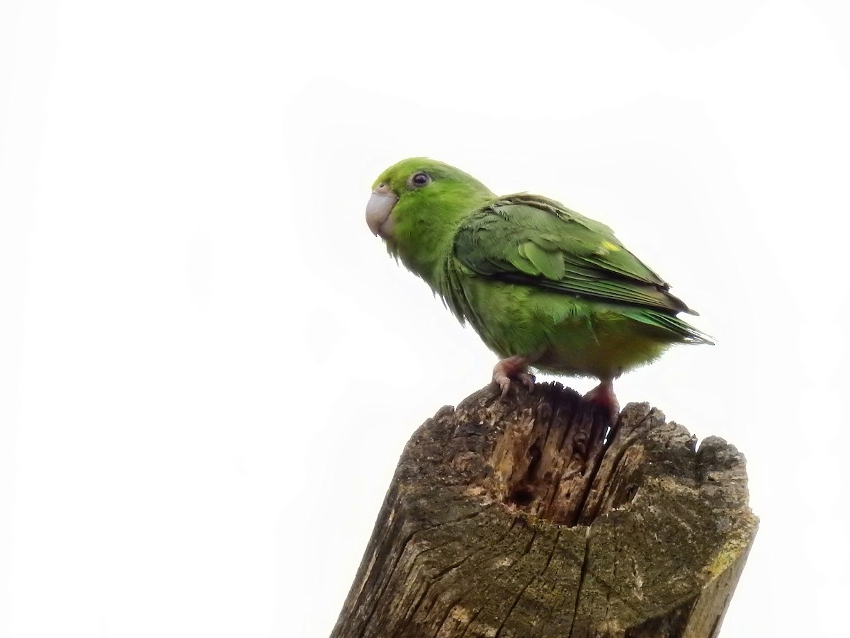 Папуга-горобець еквадорський - ML616748260