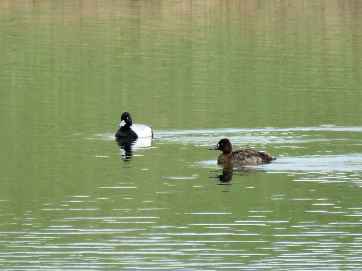 Lesser Scaup - Dean Newhouse