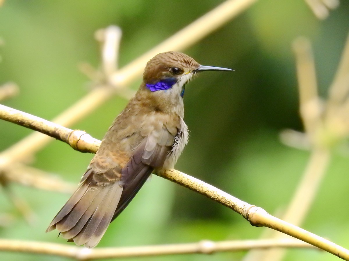 kolibřík fialovouchý - ML616748276
