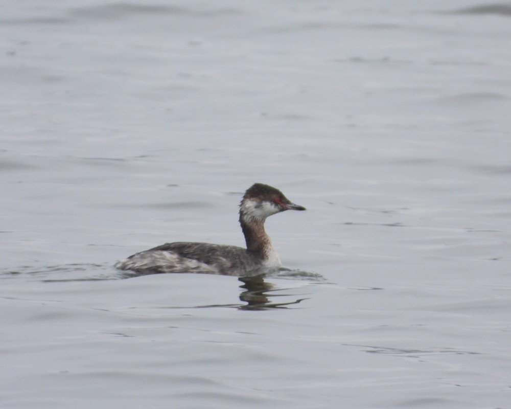 Horned Grebe - ML616748277