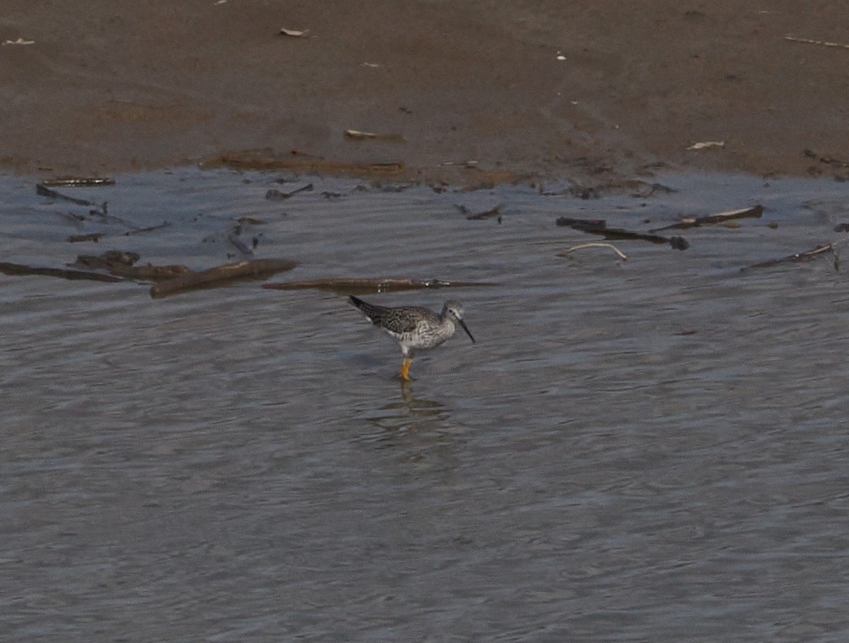 Lesser Yellowlegs - Patricia Rettig