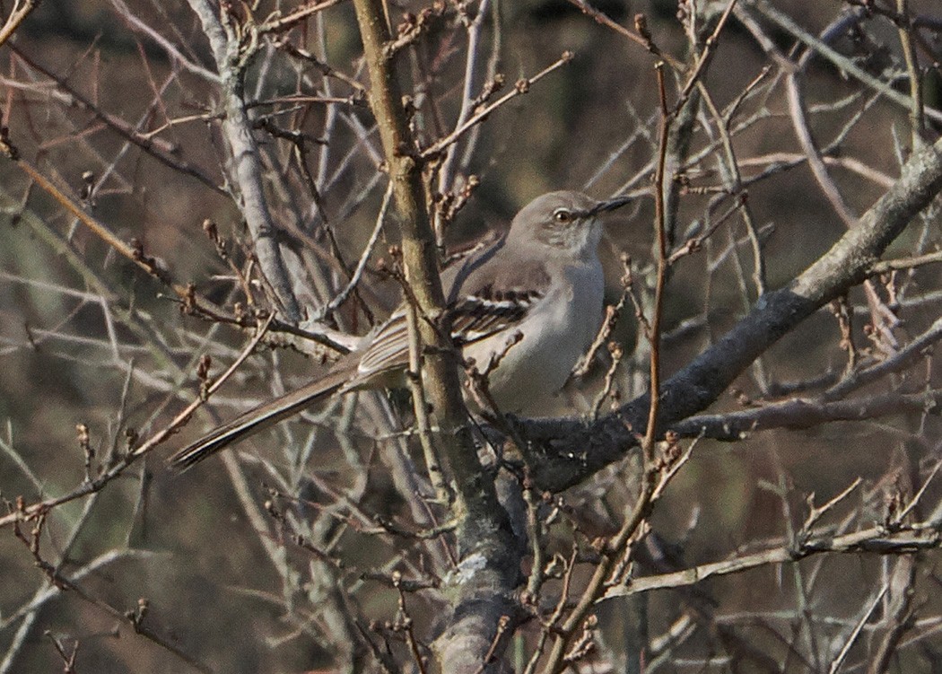 Northern Mockingbird - ML616748323