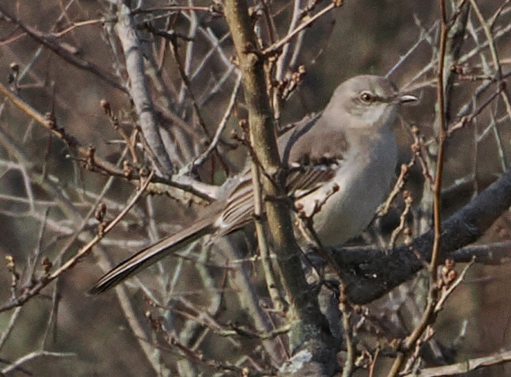 Northern Mockingbird - Patricia Rettig