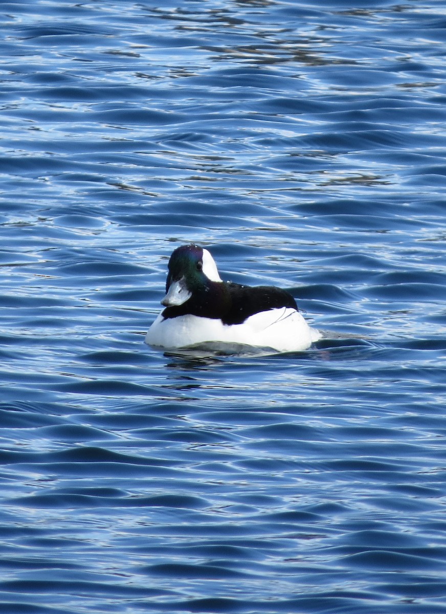 Bufflehead - Iain MacLeod