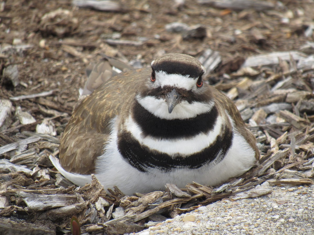 Killdeer - ML616748413