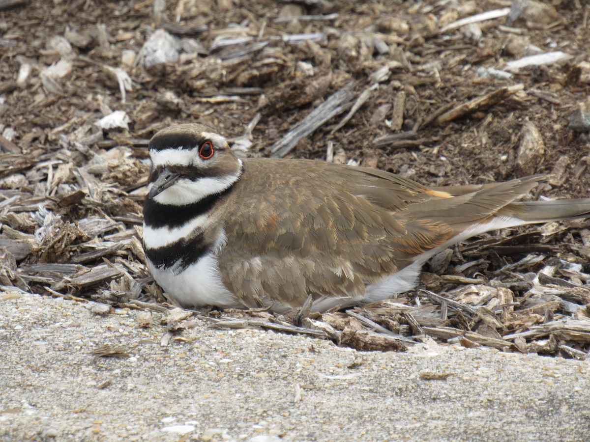 Killdeer - ML616748415