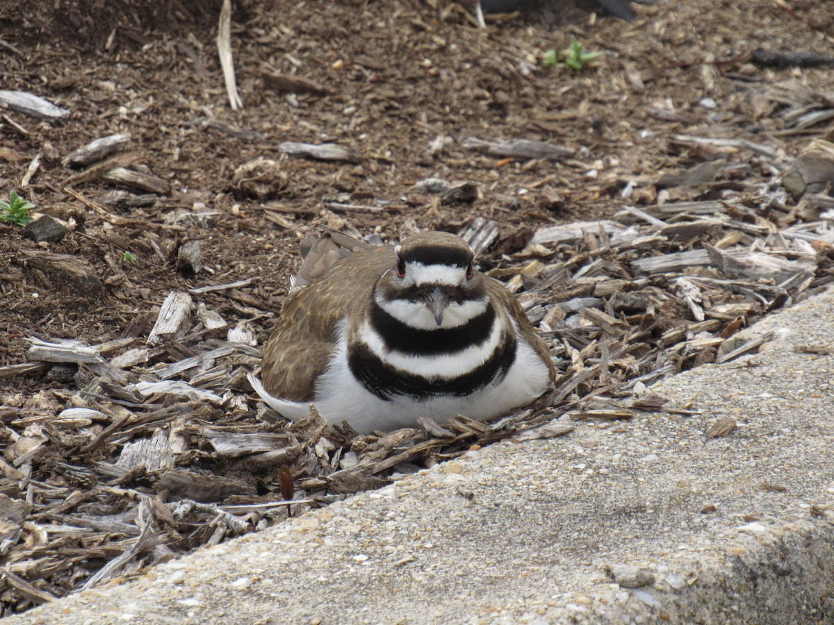 Killdeer - ML616748416