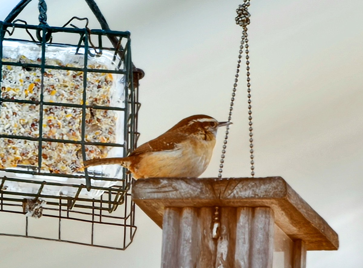 Carolina Wren - ML616748419