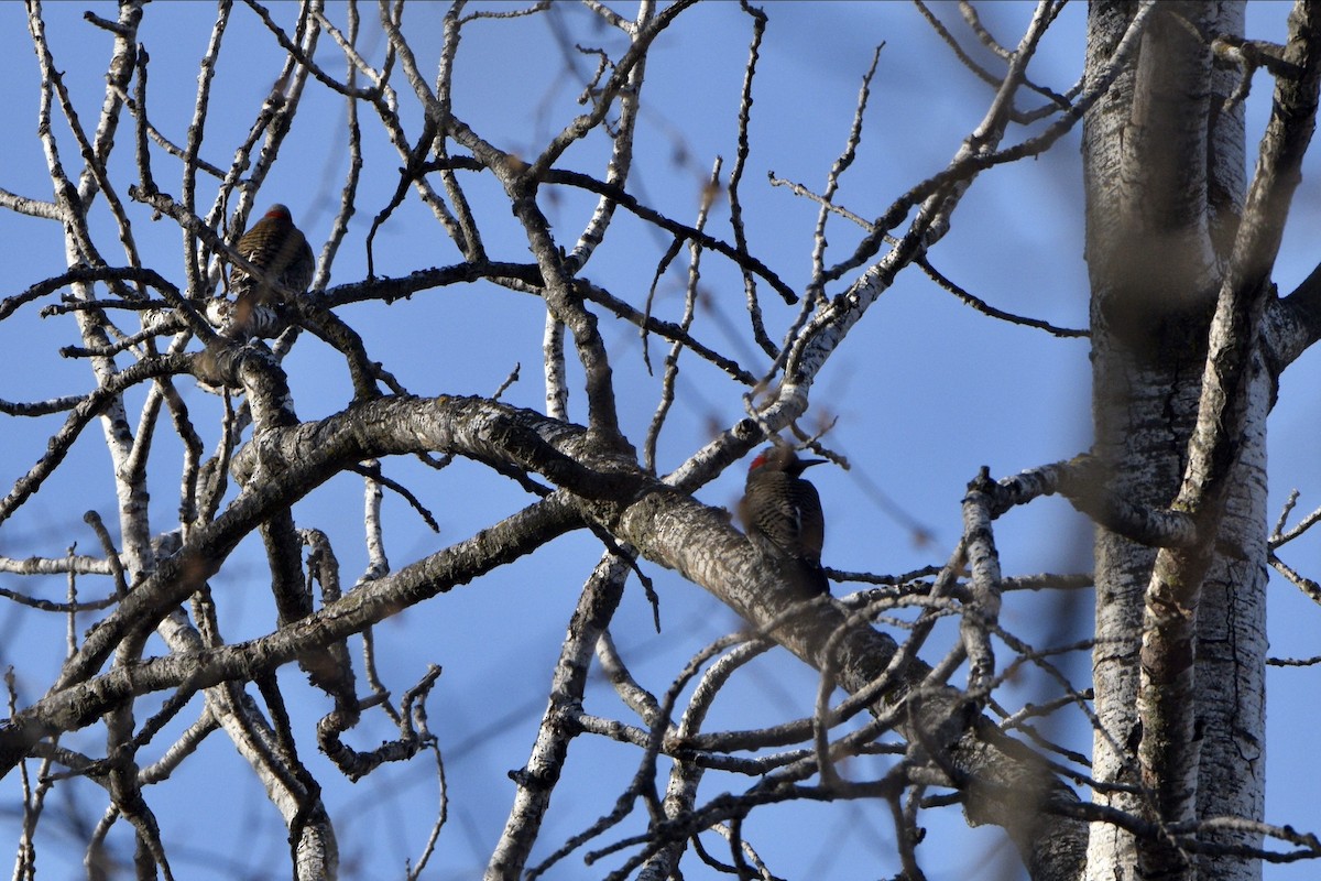 Northern Flicker - Josiah Santiago