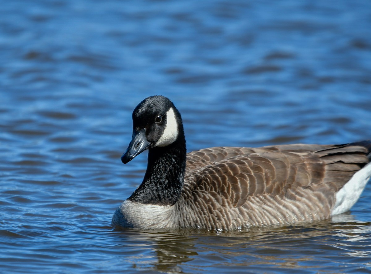 Canada Goose - Florence Blais