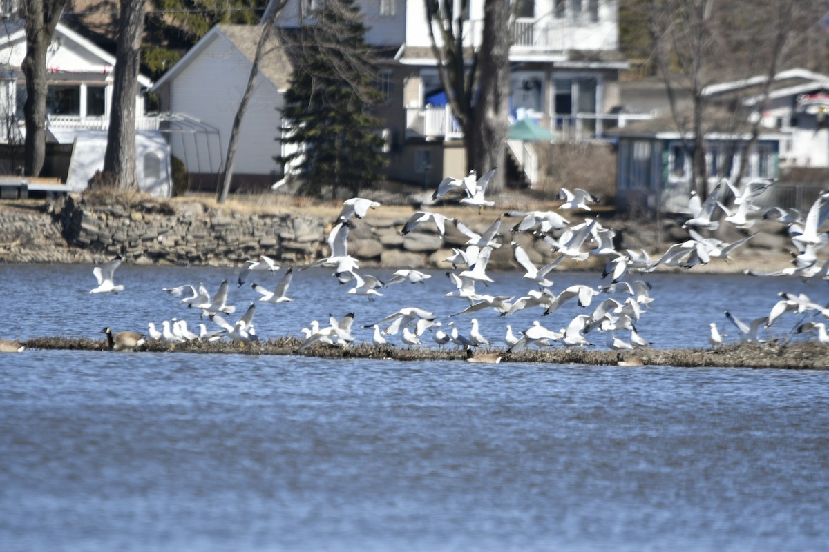 Ring-billed Gull - ML616748576