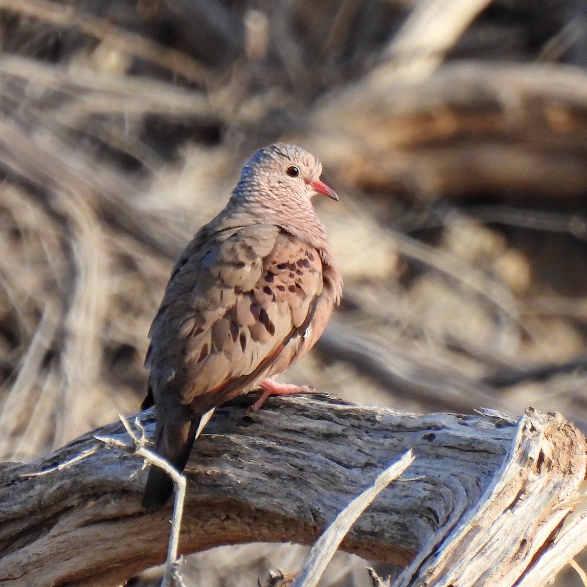 Common Ground Dove - ML616748611