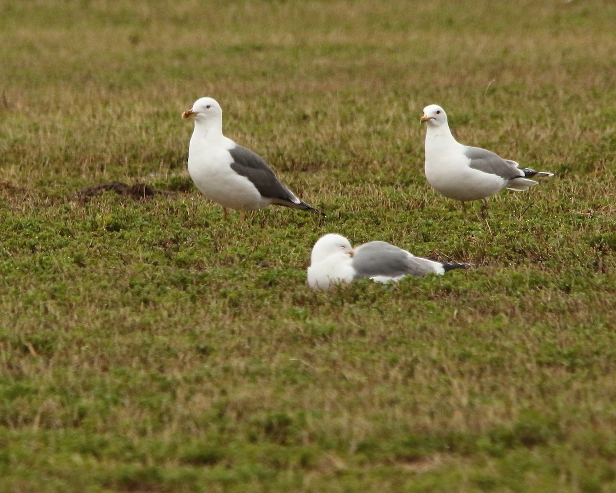 Lesser Black-backed Gull - ML616748613