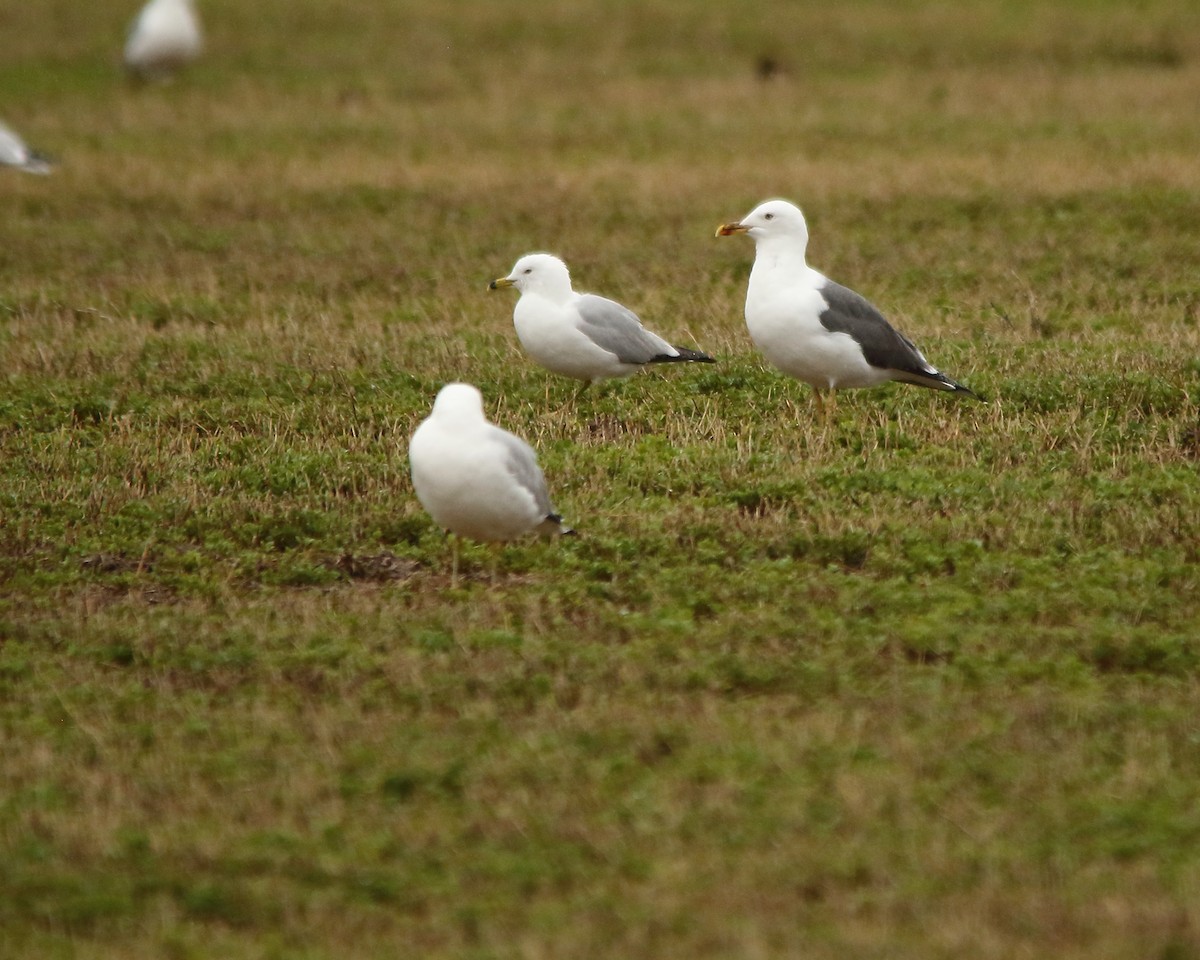 Lesser Black-backed Gull - Cullen Clark