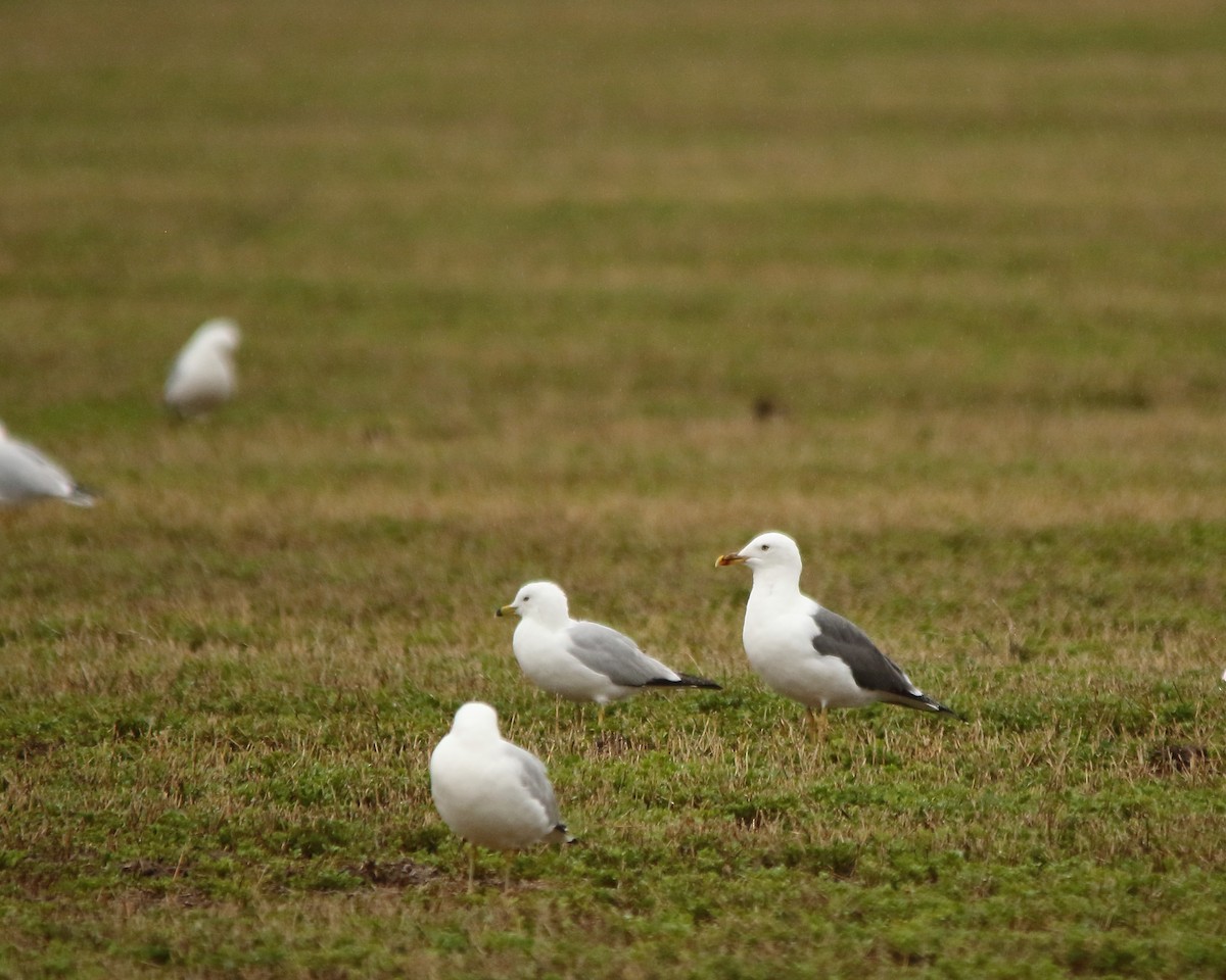 Lesser Black-backed Gull - Cullen Clark